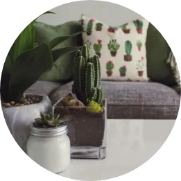 A round image showing a sofa and a coffee table with pot plants on it.